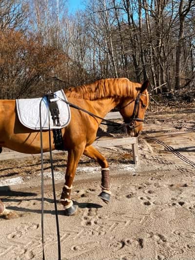 Inlägg 20 av Allround med titeln Tömkörning