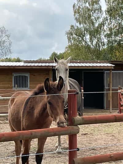 Inlägg 2 av Mula med titeln Bruno ❤️