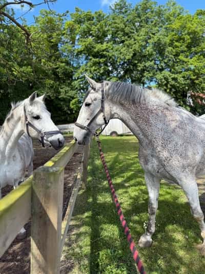 Inlägg 5 av Connemara med titeln Bobby och sin kompis