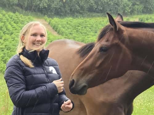 Bild av Finn dressurhester av topp kvalitet med vår hjelp 