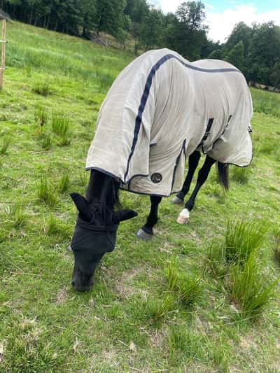 Inlägg 2 av Svensk Ridhäst med titeln Äntligen tillbaka😍