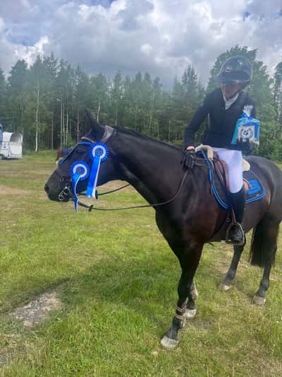 Post 17 of Show jumping