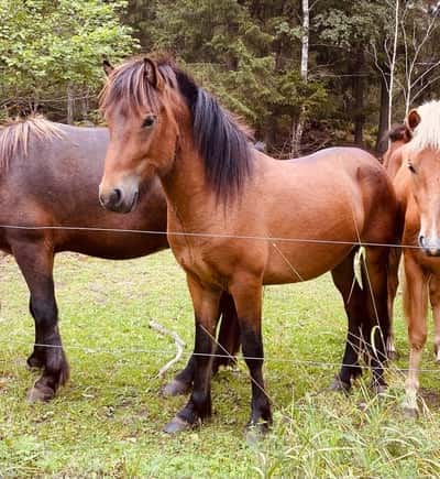 Adam från Vackerberga