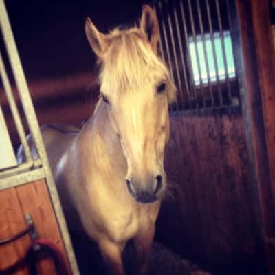 Post 3 of Bashkir with title Fick ett nytt hem hos Eva på värmdö ❤️