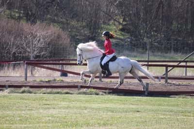 Inlägg 29 av Island