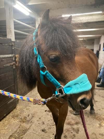 Inlägg 44 av Ponnytrav