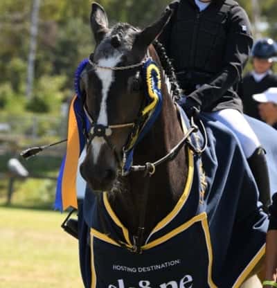 Post 255 of Show jumping with title Charlie och Isabell vinner på Falsterbo 💘