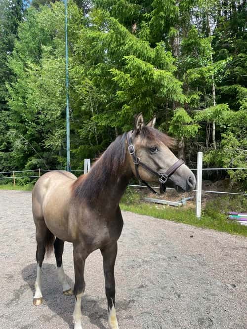 Bild av Social unghäst efter Orchard sweed - Casir ask 