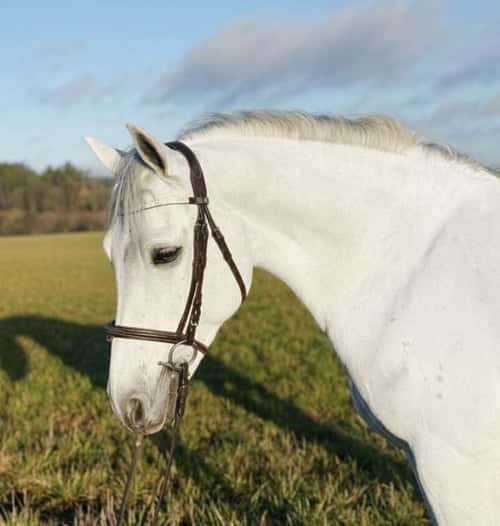 Bild av Snäll första ponny eller tävlingskompis 