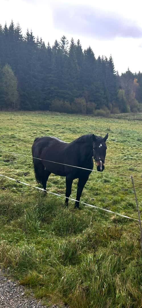 Bild av En häst med utstrålning