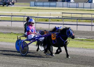 Inlägg 21 av Shetlandsponny med titeln Ponnytrav 