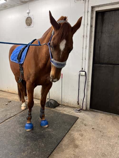 Bild av Fin ridtravare med stor potential❤️💫