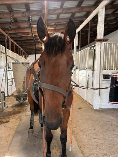 Post 8 of Warmblood Trotter with title Börjar bli starkare. Fyller 2 år imorgon