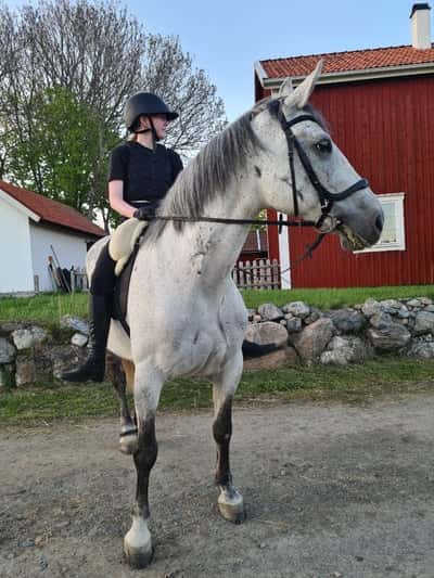 Inlägg 2 av Lipizzaner