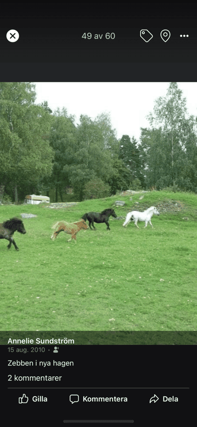 Inlägg 22 av Trickridning med titeln Nytt stall 