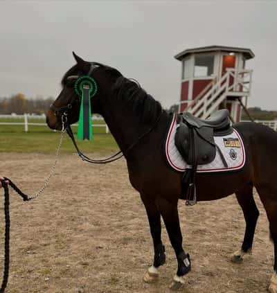 Inlägg 5 av Dressyr