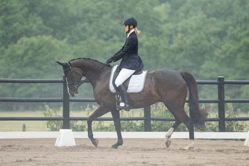 Bild av Mandela – sto född 2011, till salu som hobby/projekt-/avelshäst