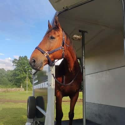 Post 24 of Para Equestrian with title Lastträning