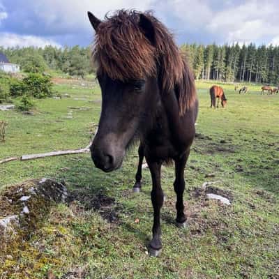 Efstur från bokedahl