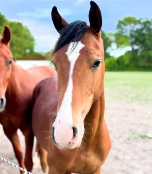 Bild av En otroligt social och trevlig hingst med fantastisk rörlighet