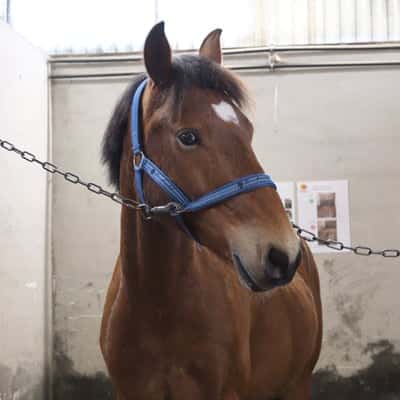 Post 5 of Dutch Riding Horse with title Markarbete 27/3