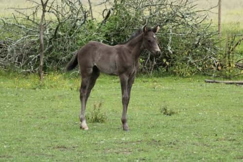 Bild av Social fölhingst med dressyr- och hoppstam