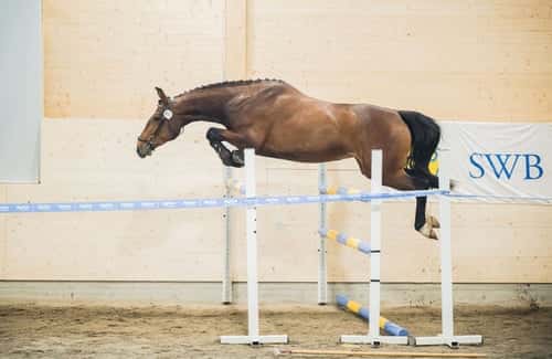 Bild av Vänligt, lydigt sto