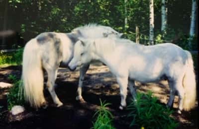 Inlägg 21 av Trickridning med titeln Utlånad på foder 