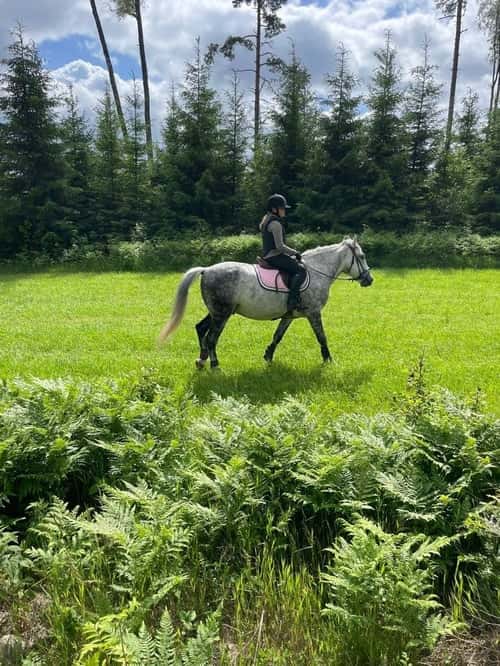 Bild av Maxad D-ponny