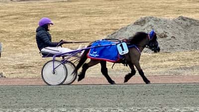 Inlägg 43 av Allround med titeln Ponnytrav 