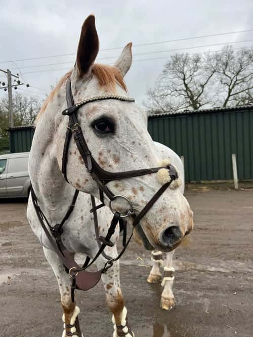 Bild av SLÅENDE ALLROUNDER, LIKA TALANGERAD OCH LÄTT SOM