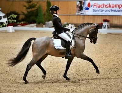 Brännornas Rigoletto RP 168