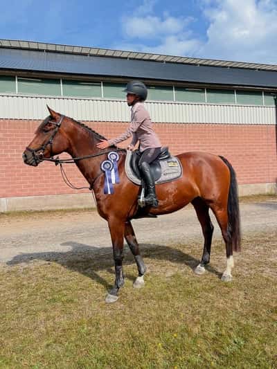 Inlägg 11 av Dressyr