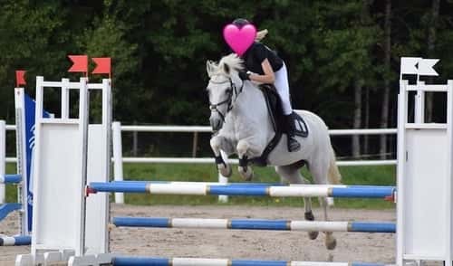 Bild av Trygg, rolig och snäll c-ponny 138cm