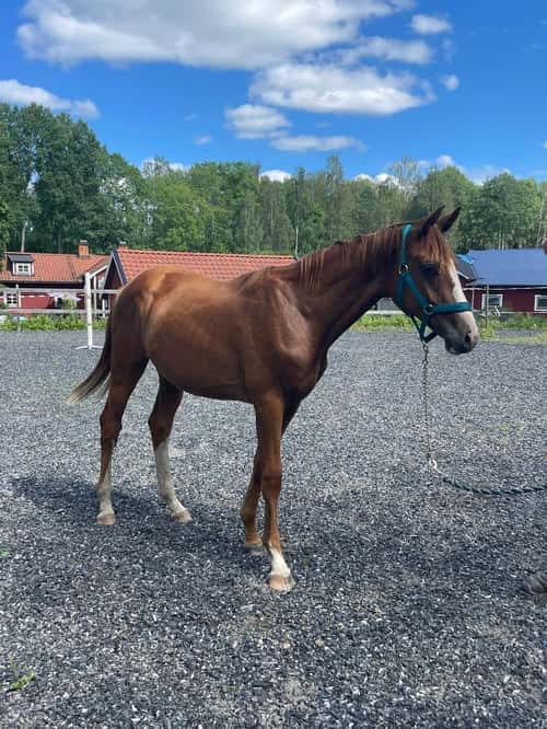 Bild av Joinville e. Janeiro de Bieville f.2024 hopp/fälttävlan