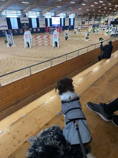 Post 128 of Show jumping with title Vänj din hund 