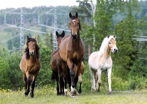 Bild av Hoppstammad tvååring