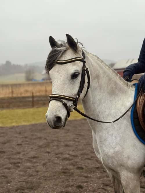 Bild av Sockersöt & vänlig tjej söker nytt hem