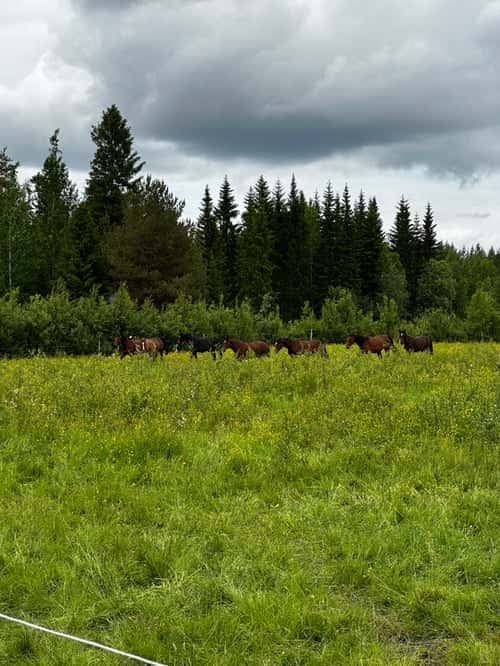 Bild av Vänligt, lydigt sto