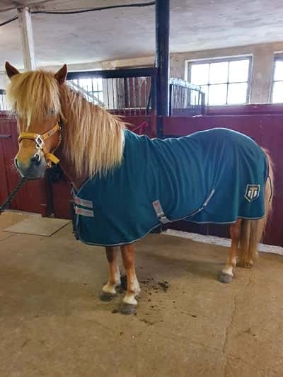 Dreyra från broaskog