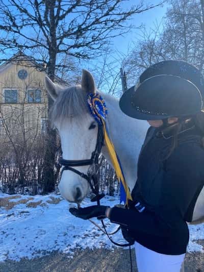 Post 225 of Show jumping with title Vi van årets första tävling 😍🥇