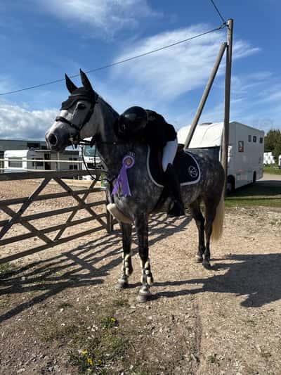 Inlägg 3 av Svensk Ridponny