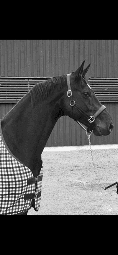 Inlägg 3 av Westfahler med titeln Showman ♥️