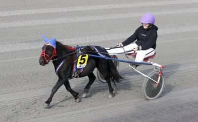 Inlägg 16 av Ponnytrav med titeln DPK’s ponnytravgala 2023 🏆