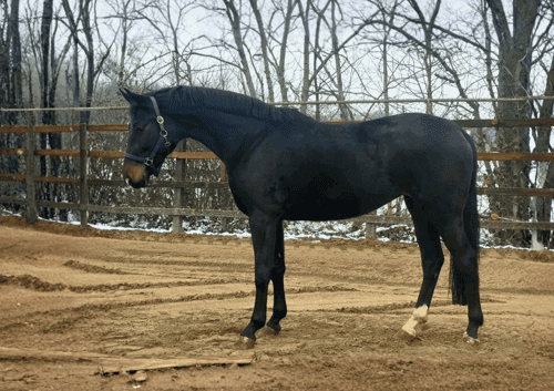 Bild av Talangfull unghäst med stark sportstam