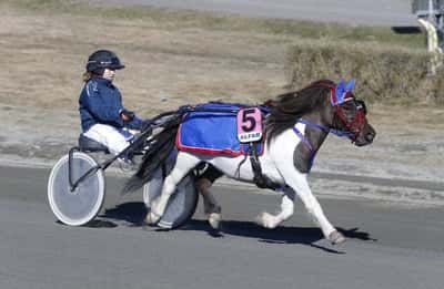 Inlägg 108 av Ponnytrav med titeln Ponnytrav 