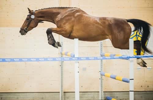 Bild av Modigt, snabbt och vänligt sto