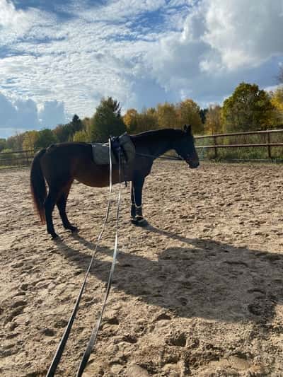 Inlägg 17 av Allround med titeln Lite tömkörning för Jolly Joy idag ♡ 