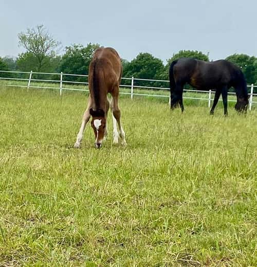 Bild av Underbart charmigt hingstföl född 2025