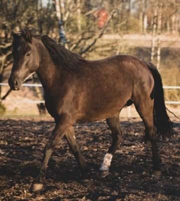 KMS Gone with the wind Rosita